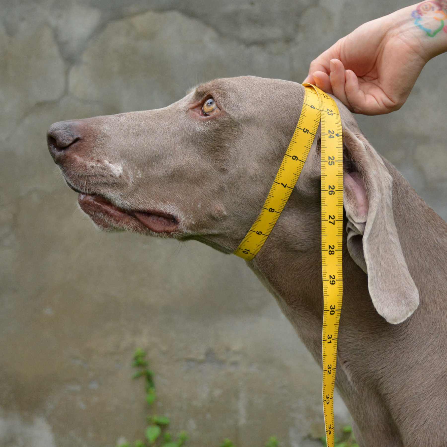 How easy it is to measure your dog?