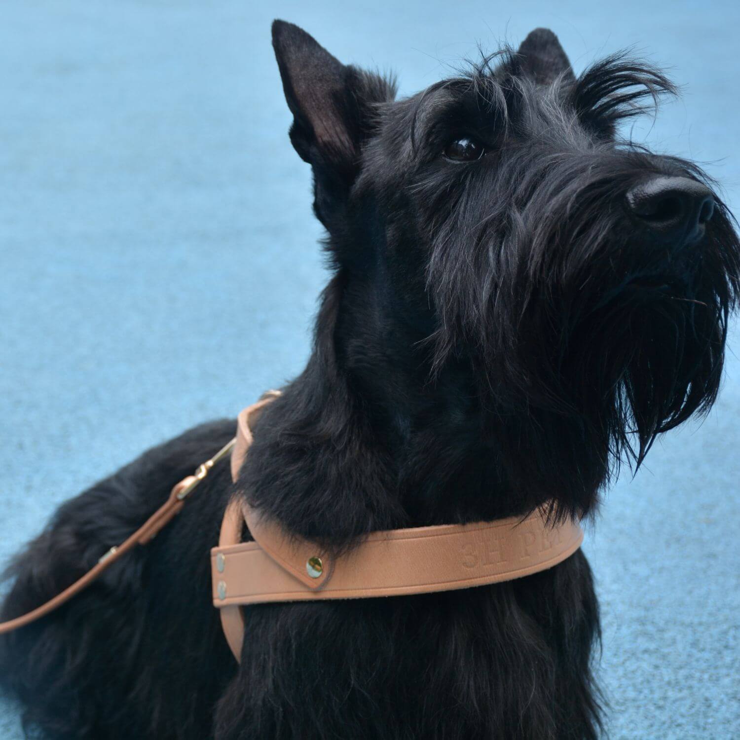 Adjustable Hands Free Dog Leash|Nature