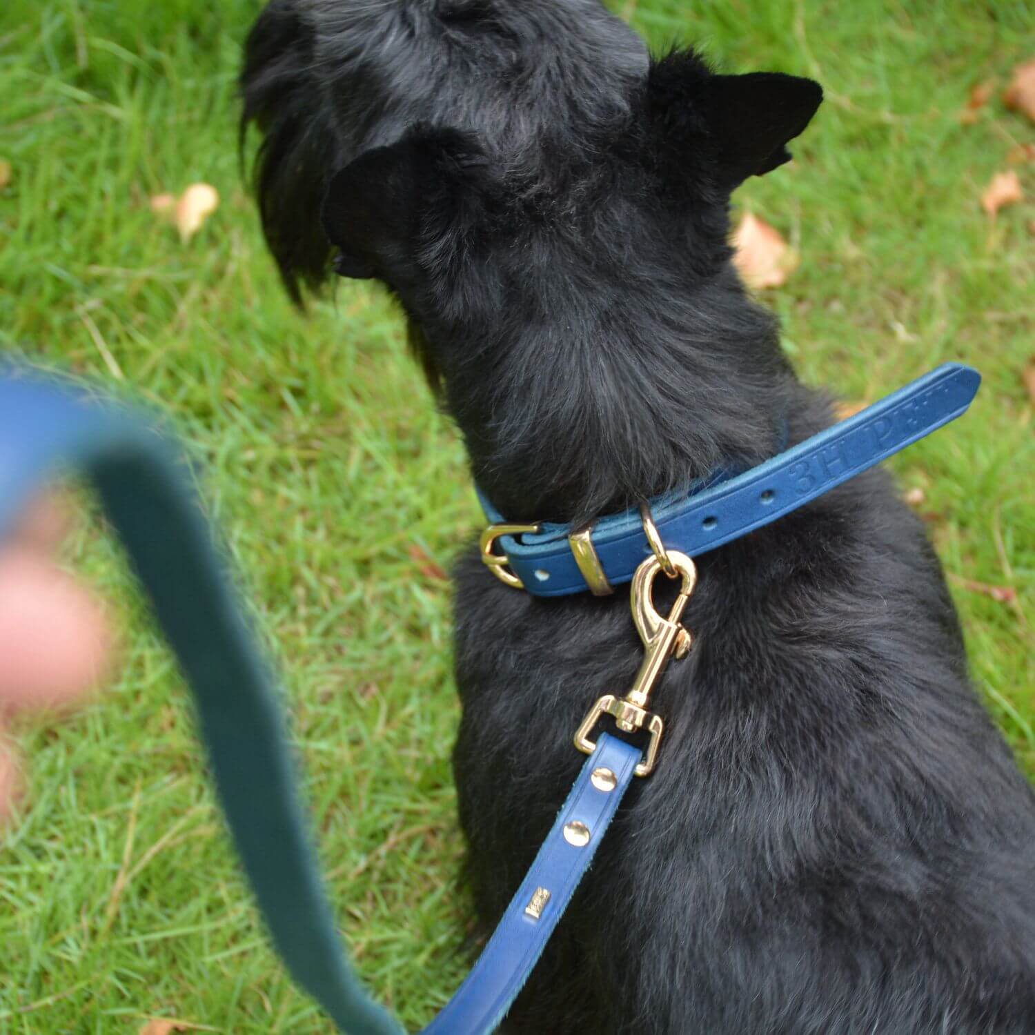 Adjustable Hands Free Leash Blue
