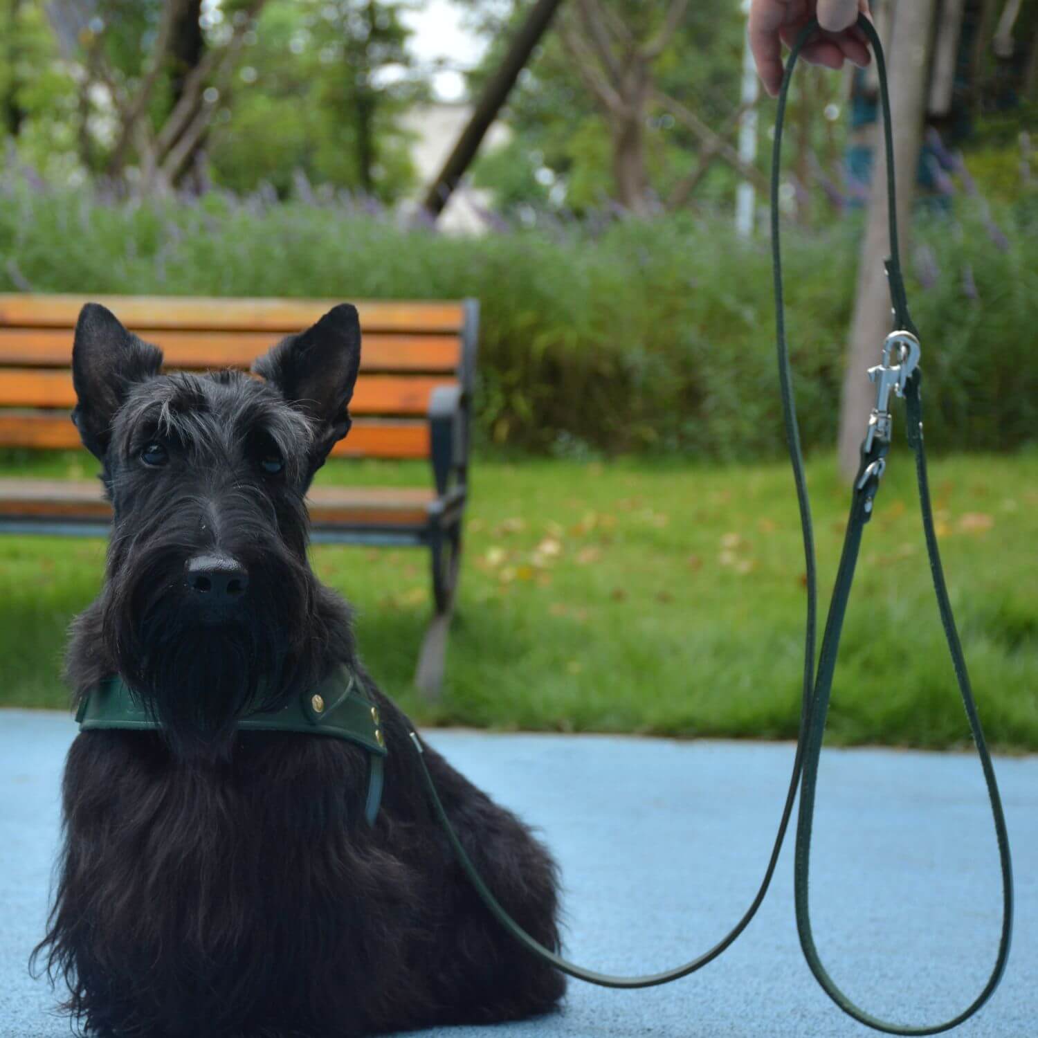 Adjustable Hands Free Leash Green