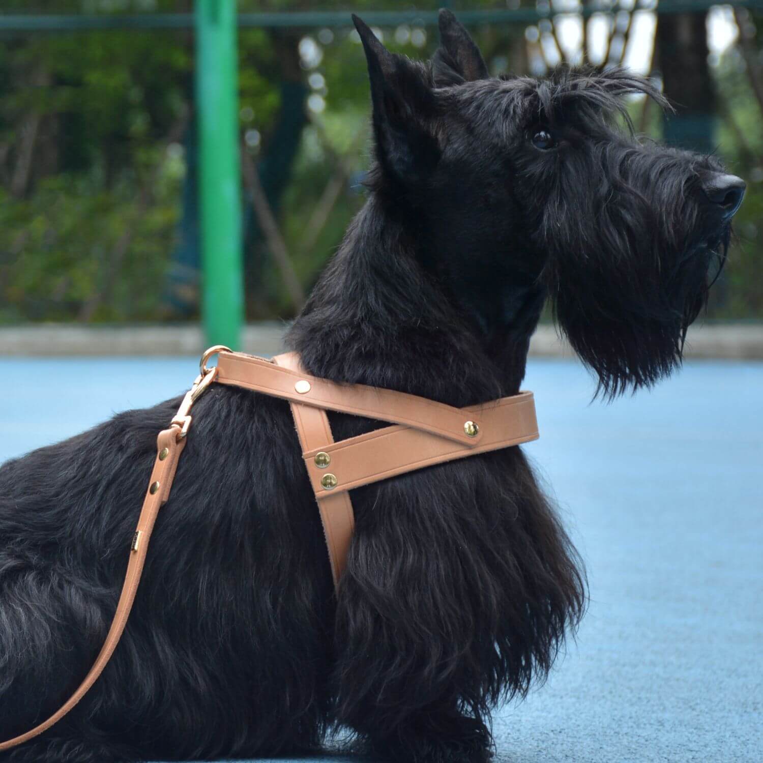 Adjustable Hands Free Leash Nature