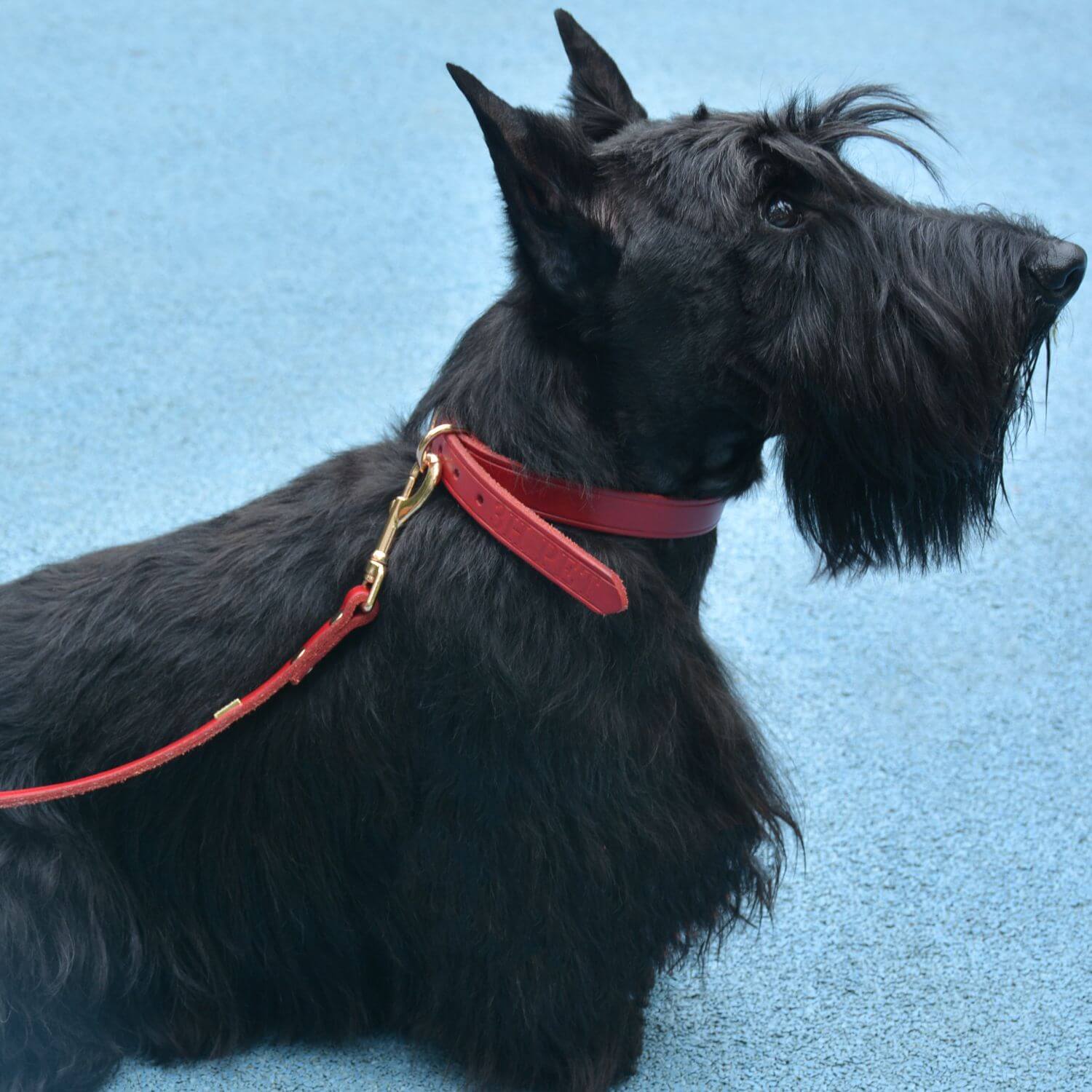 Adjustable Hands Free Leash Red