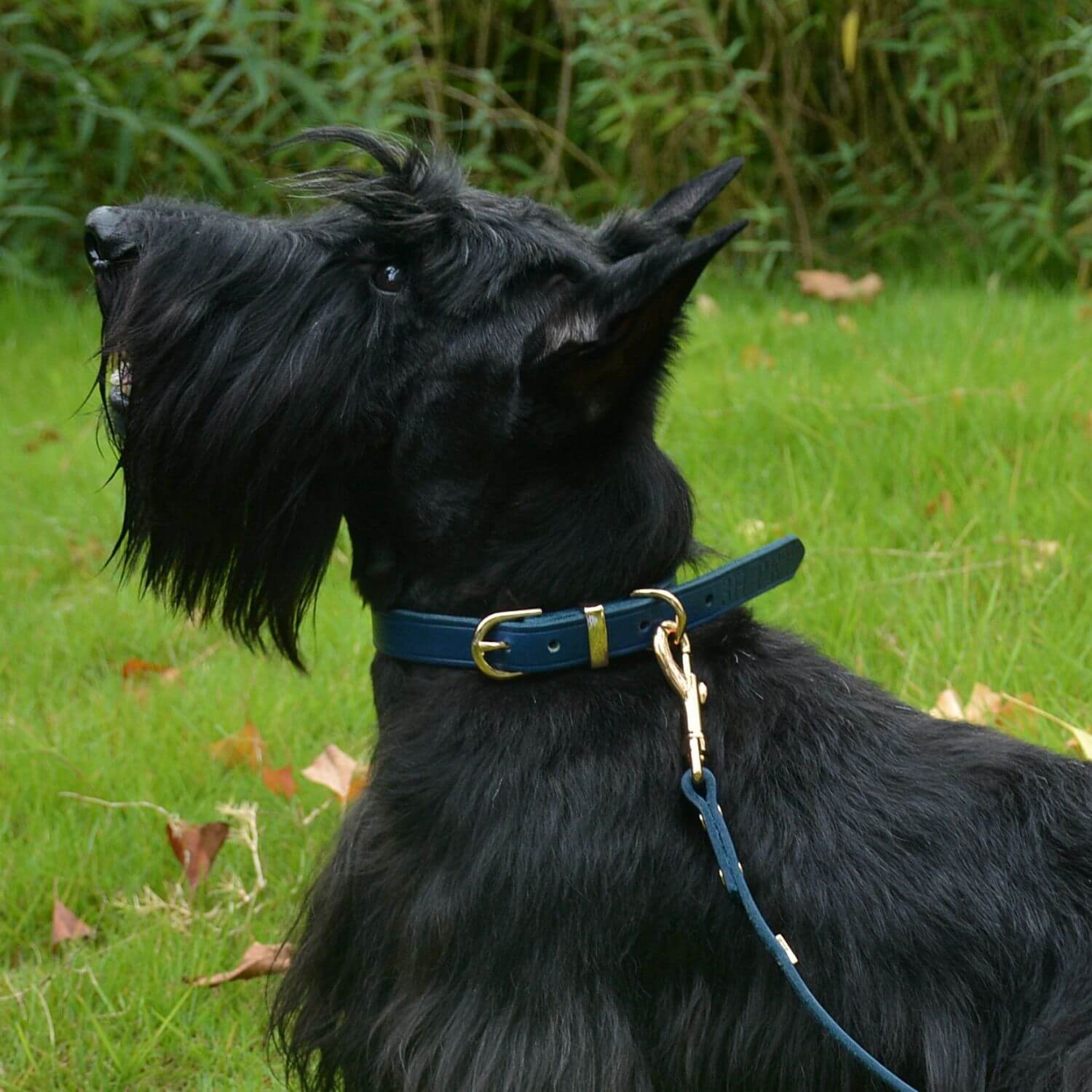 Classic Leather Collar Blue