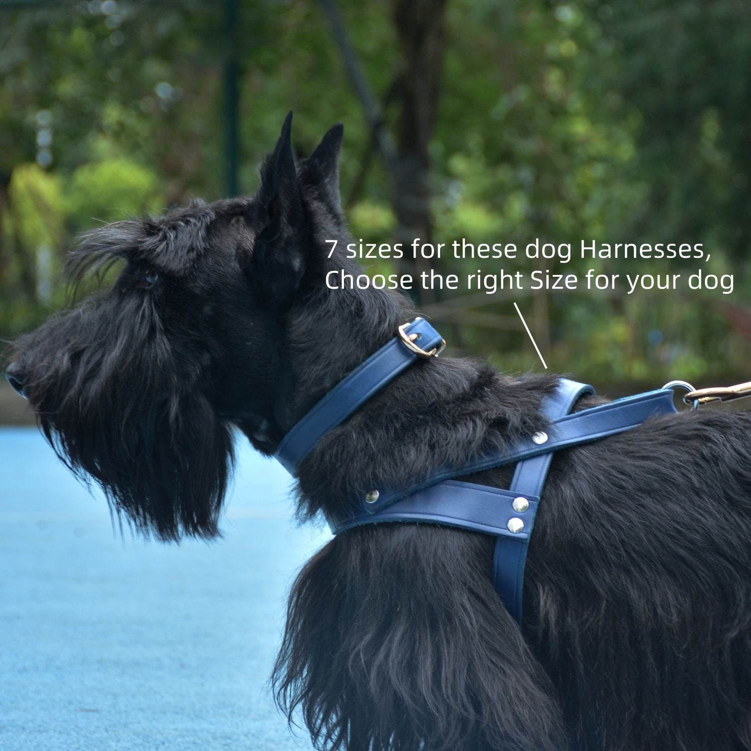 Classic No-Pull Dog Harness Blue