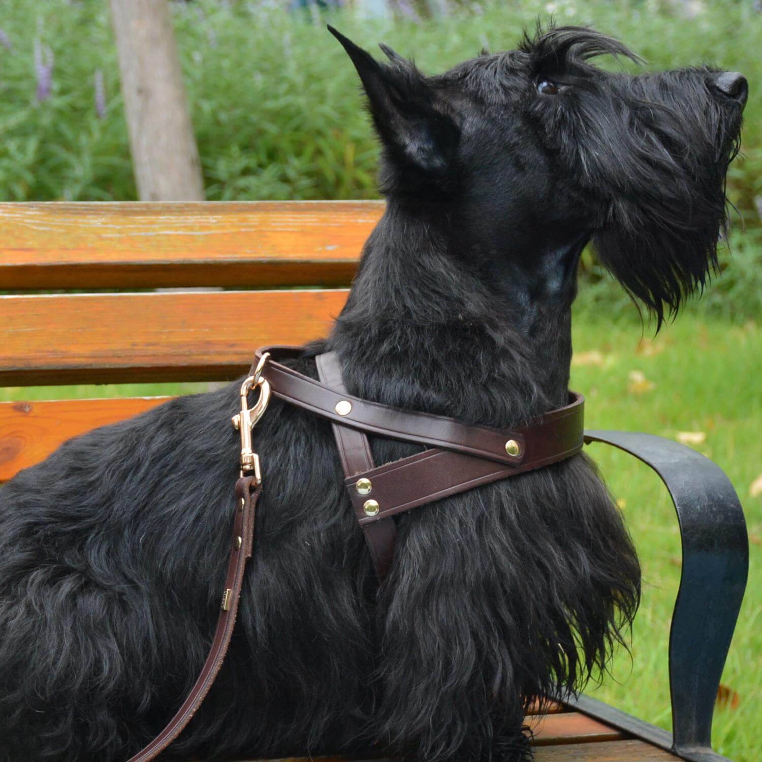 Classic No-Pull Dog Harness Brown