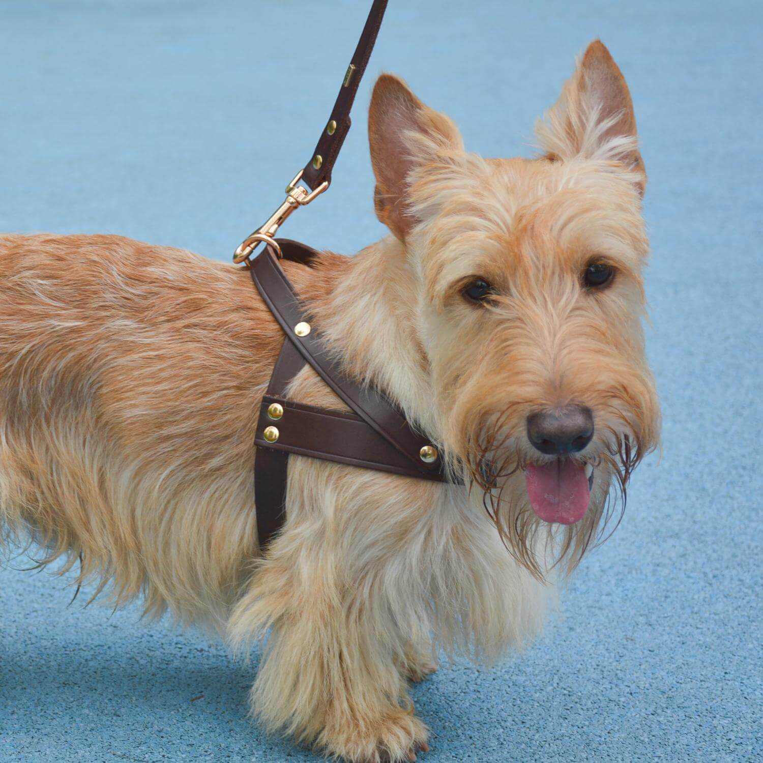 Classic No-Pull Dog Harness Brown