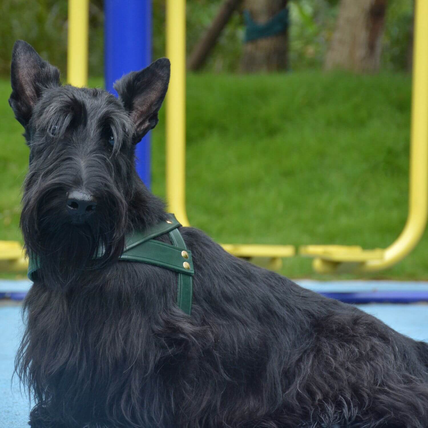 Classic No-Pull Dog Harness Green