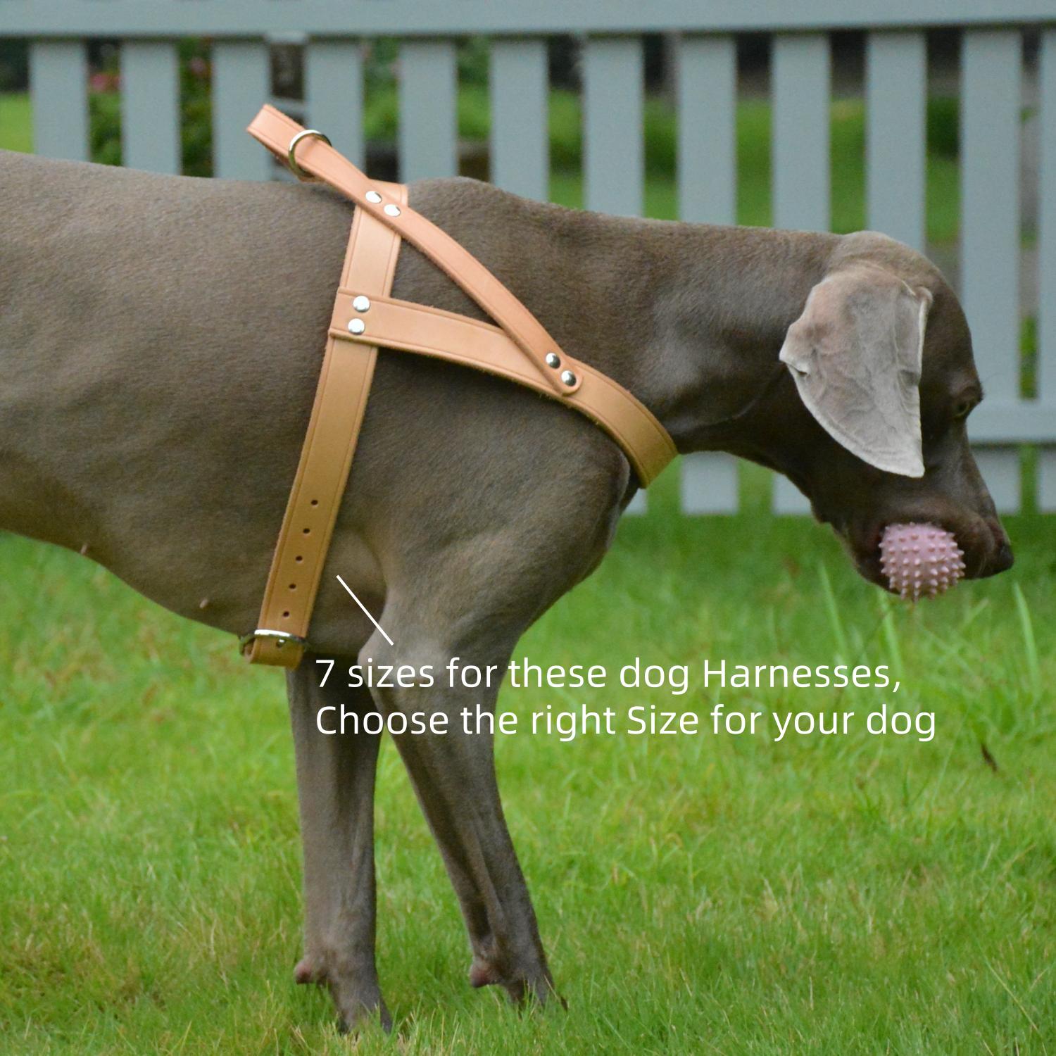 Classic No-Pull Dog Harness Nature