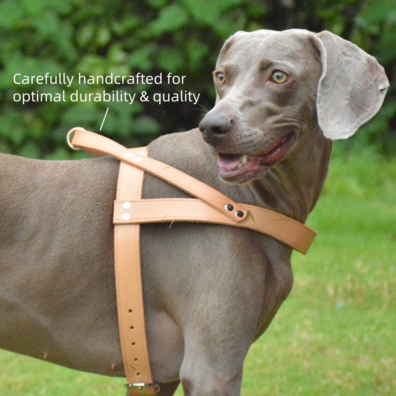 Classic No-Pull Dog Harness Nature
