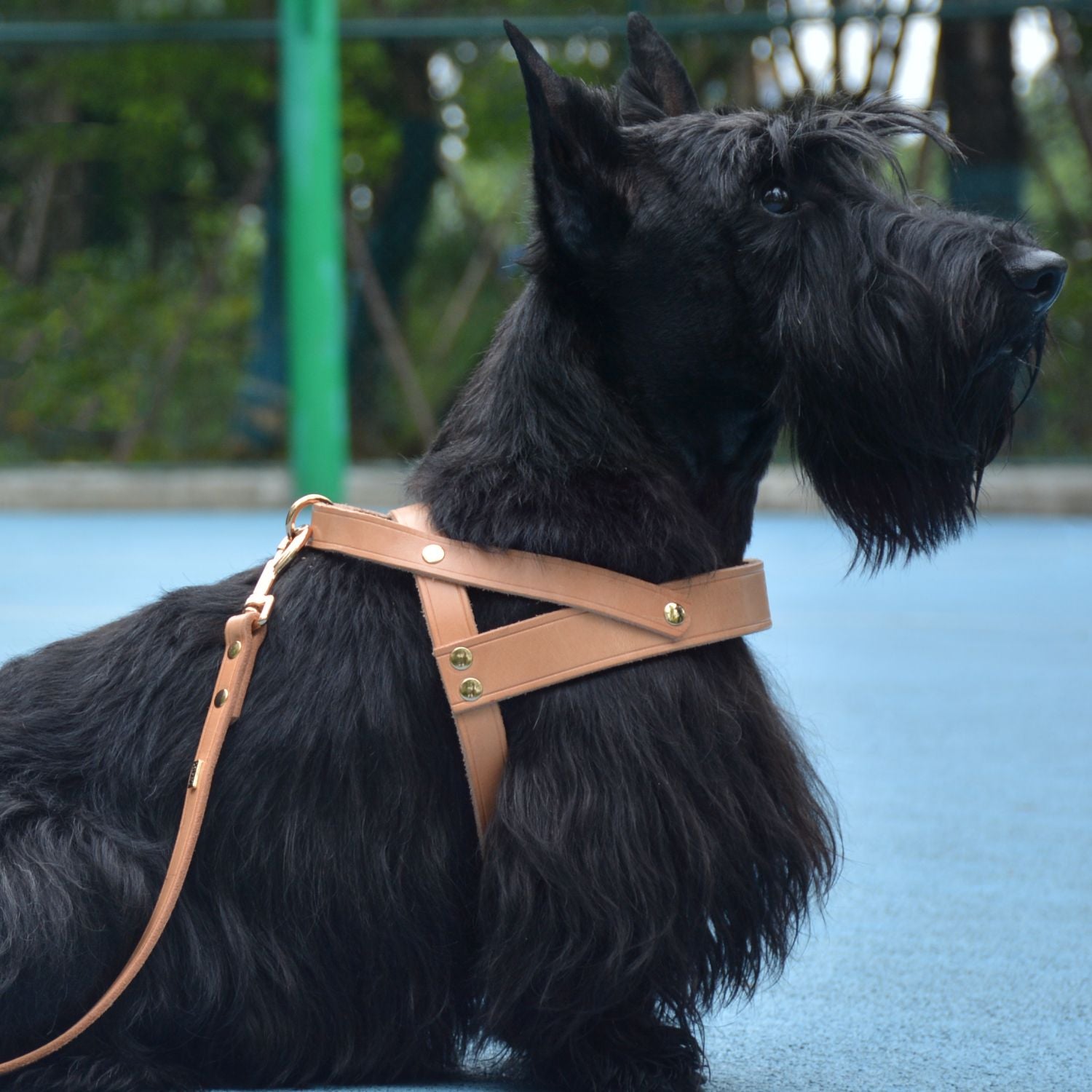 Classic No-Pull Dog Harness Nature