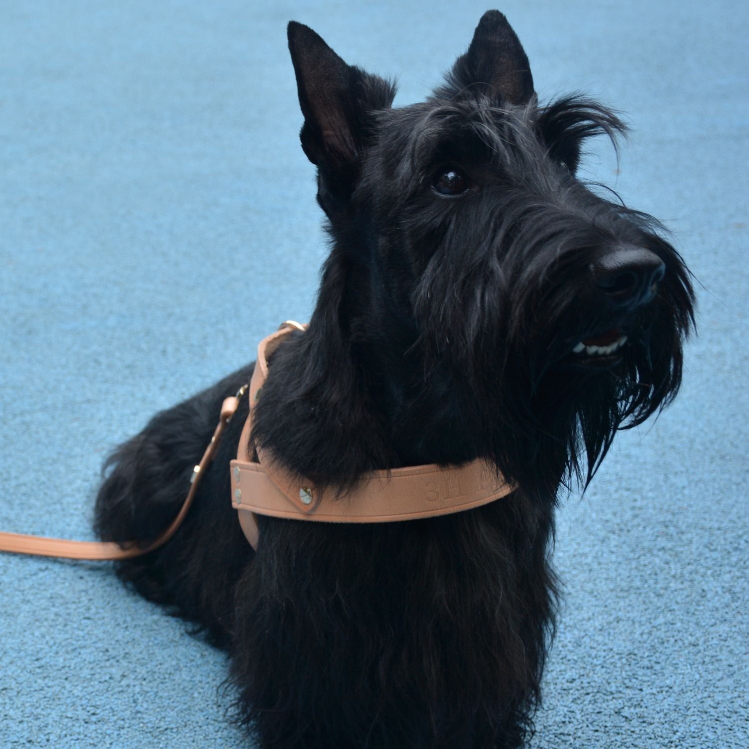 Classic No-Pull Dog Harness Nature