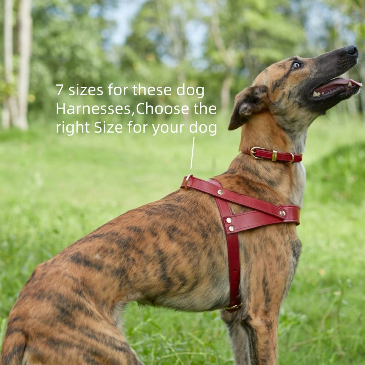 Classic No-Pull Dog Harness Red