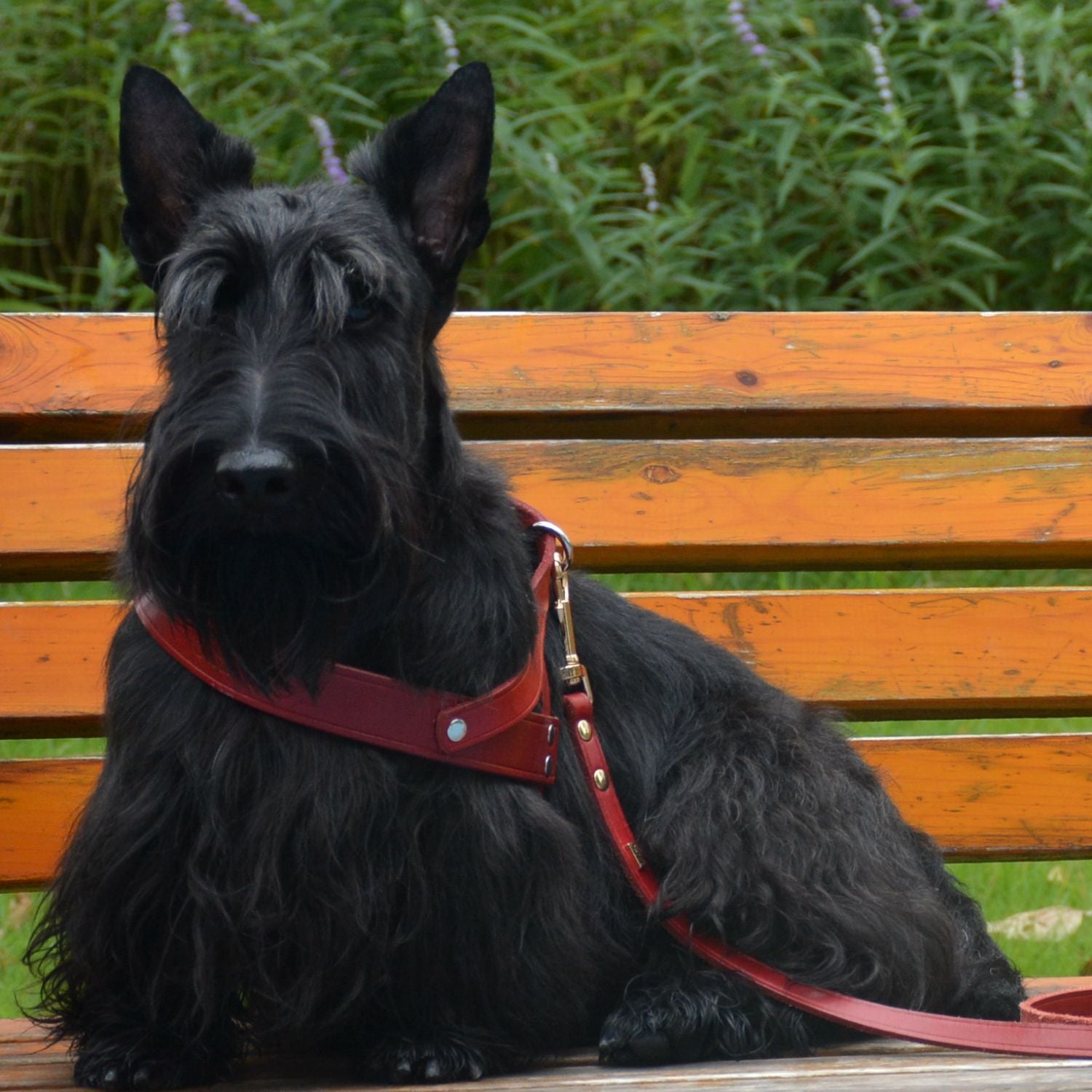 Classic No-Pull Dog Harness Red