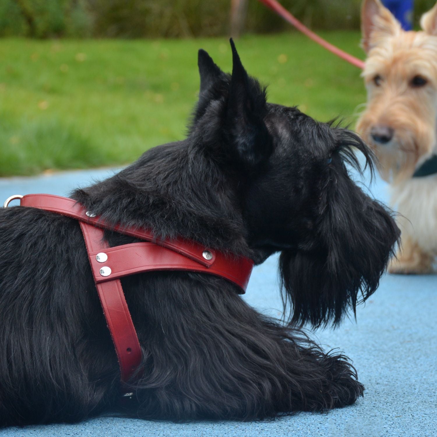 Classic No-Pull Dog Harness Red