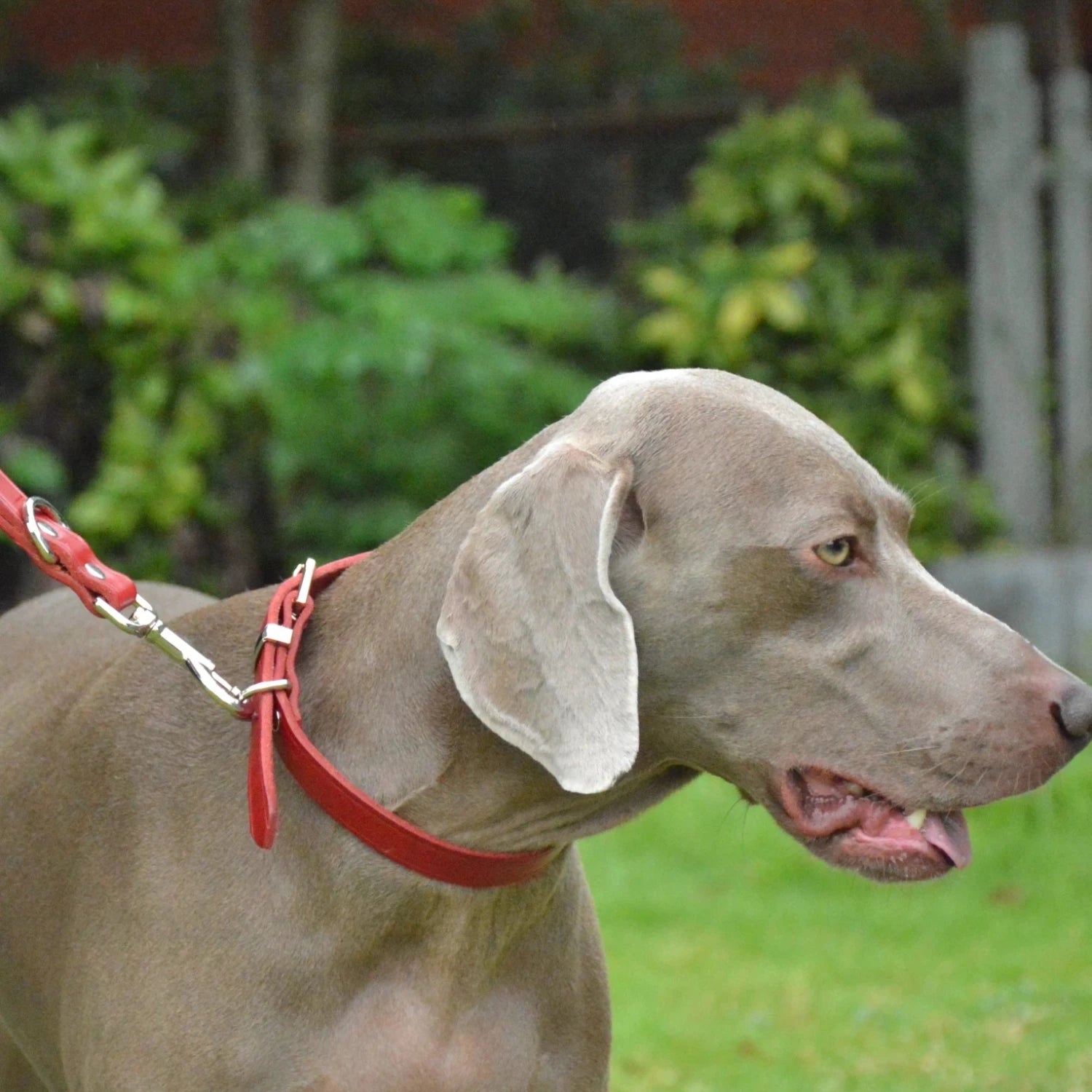 Classic Leather Dog Collar | Red