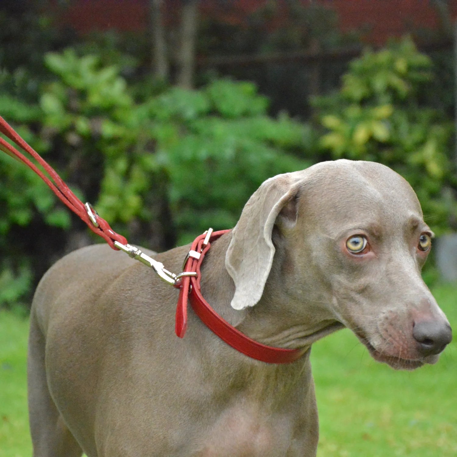 Classic Leather Dog Collar | Red