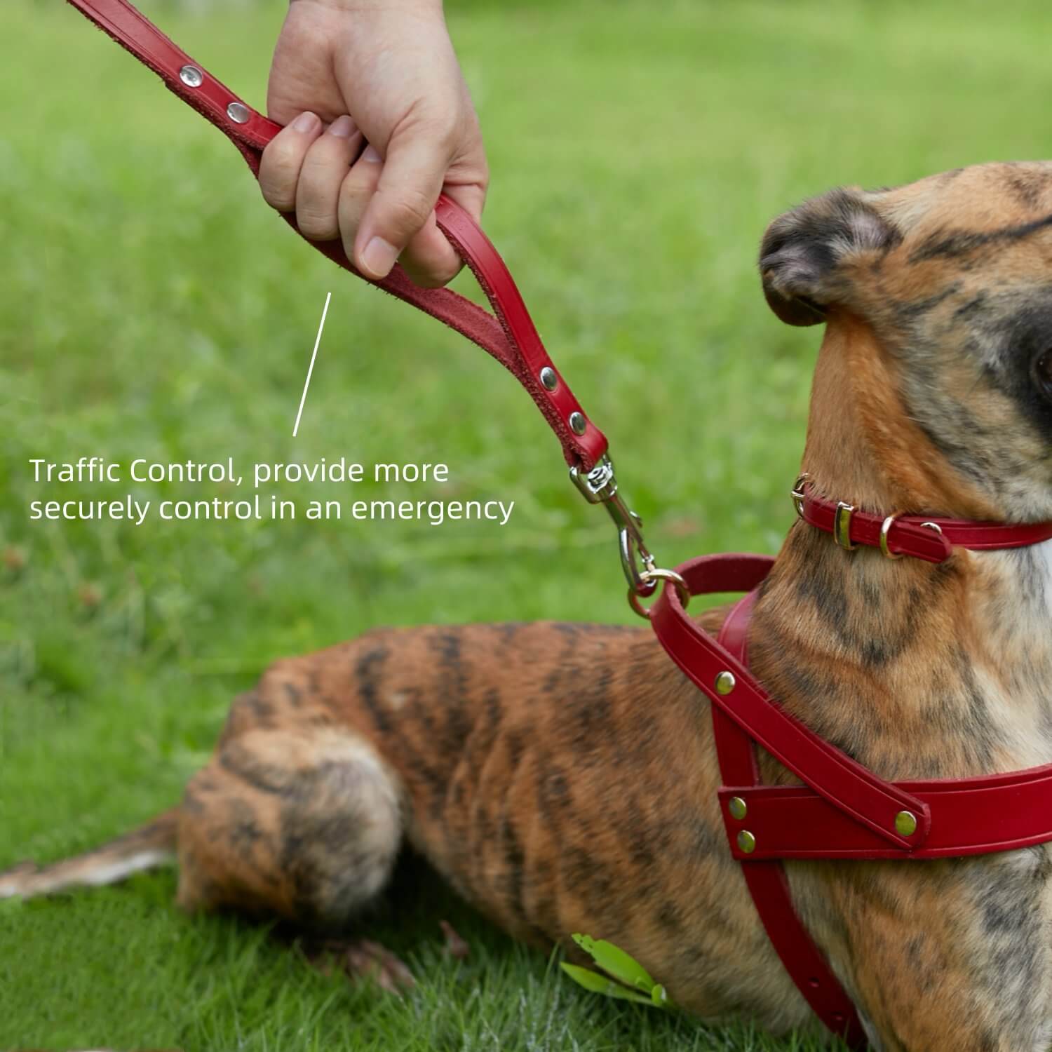 Double Handle Leash Red