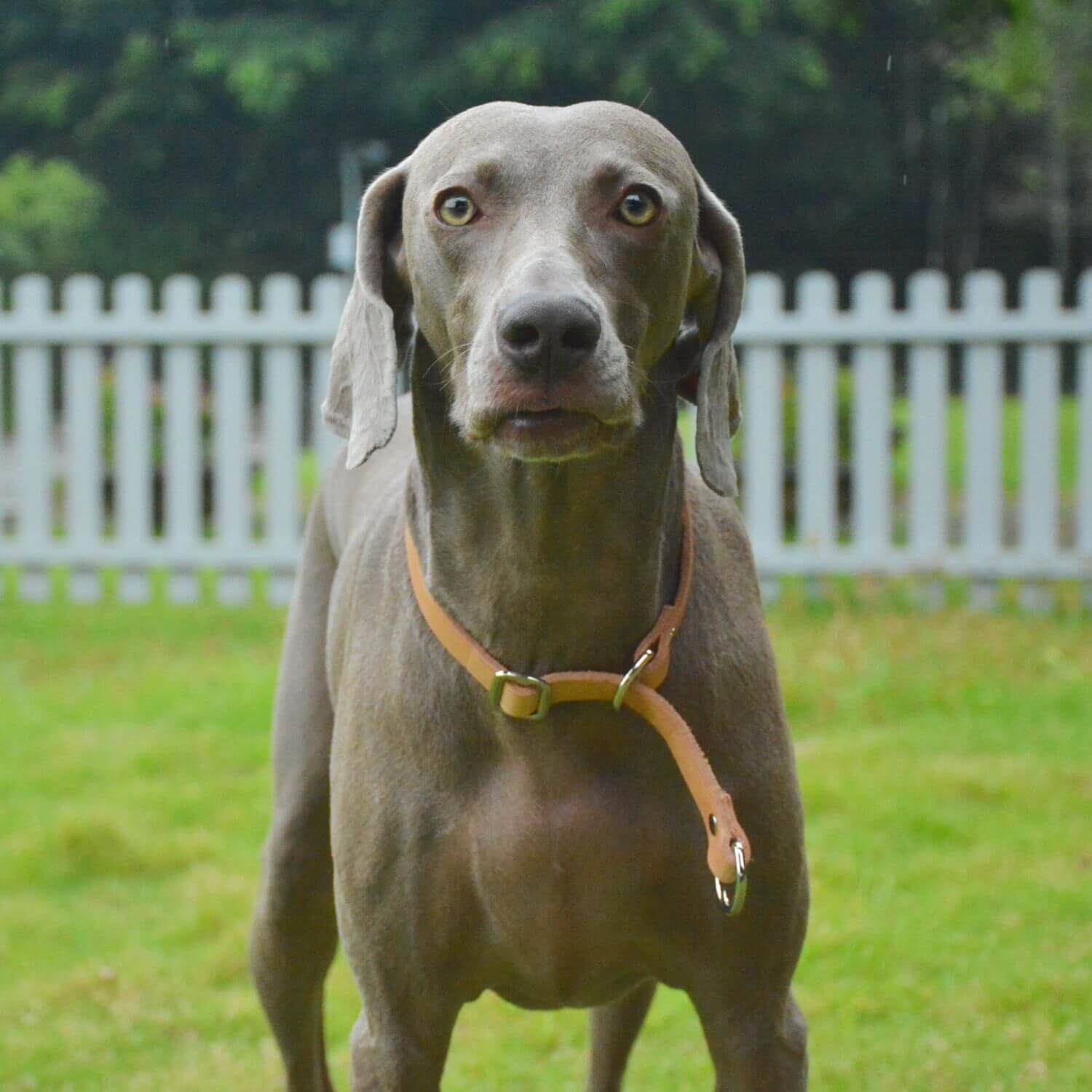 Slip Collar with Slidable Stop Ring Nature