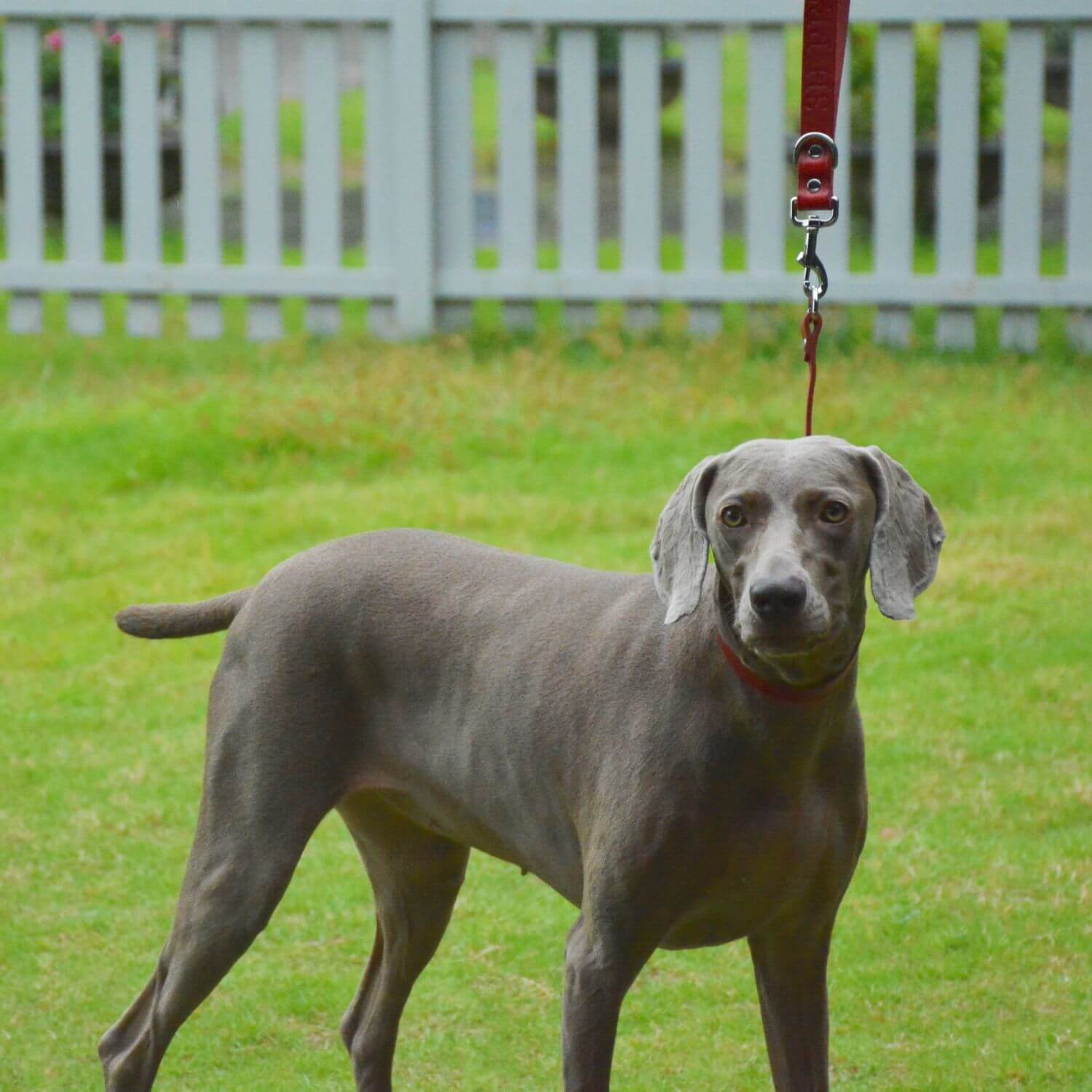 Slip Collar with Slidable Stop Ring Red