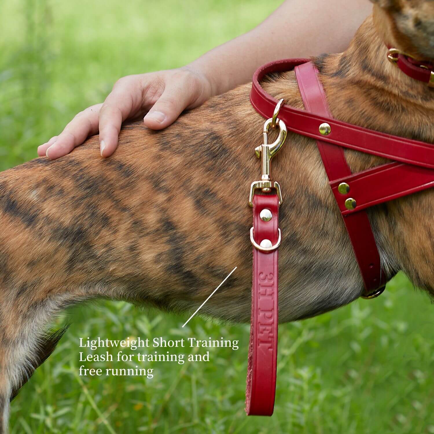 Traffic Lead Short Training Leash Red