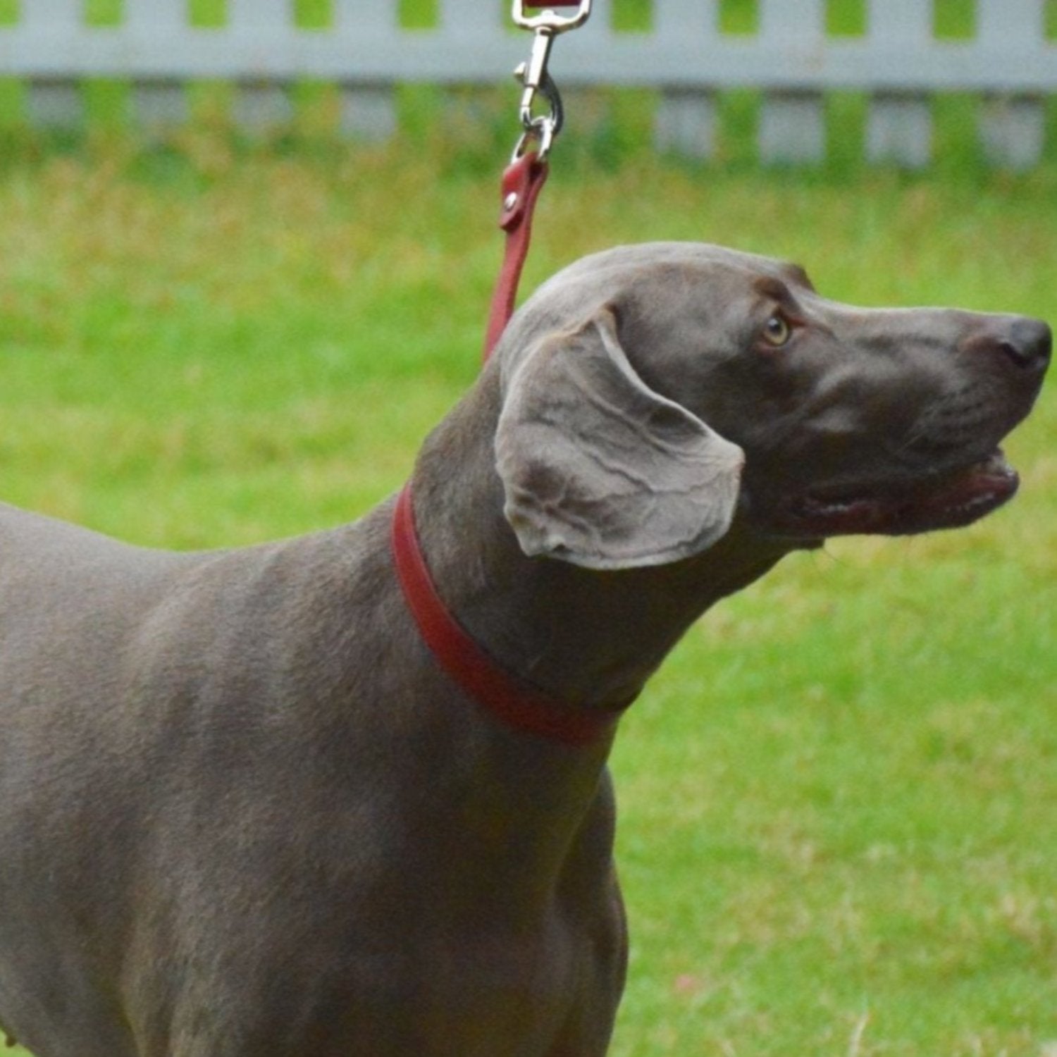 Traffic Lead Short Training Leash Red