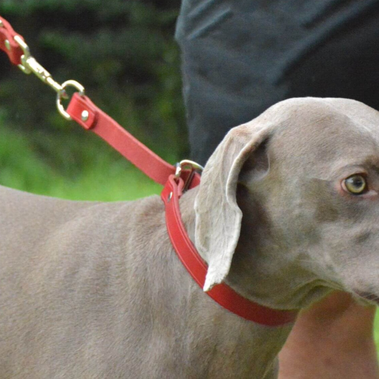 Traffic Lead Short Training Leash Red