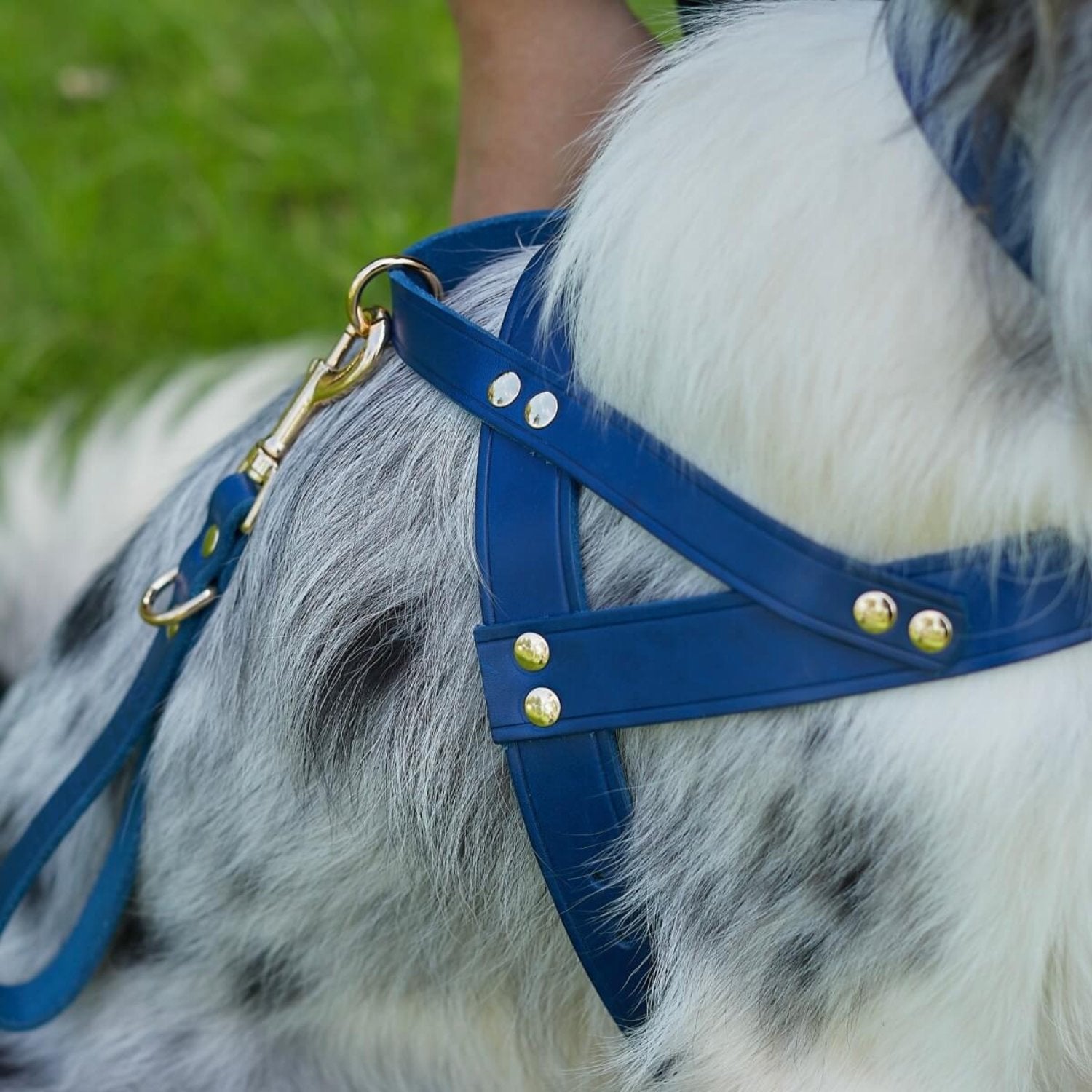 Classic No-Pull Dog Harness Blue